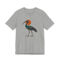 Egyptian Ibis